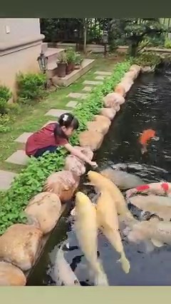 28K views · 467 reactions | The koi feeding | Hong Kong Bonsai Pots | Facebook