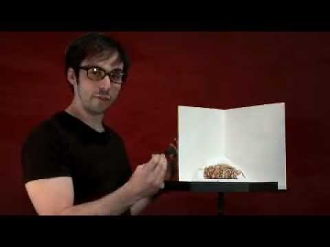 Model Landscape - Woodland Scenics