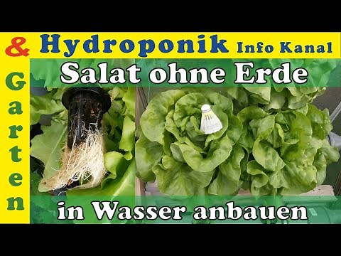 Salat anbauen ohne Erde! Salat Anbau in Wasser mit Hydrokultur | Hydroponik System für Zuhause