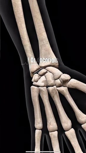 Los 8 Huesos del Carpo: Anatomía de la Muñeca Explicad