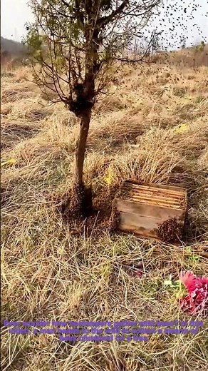 Collecting Wild Bees on a Tree