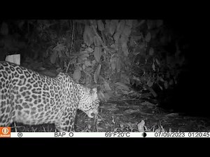 Leopard in Okapi Wildlife Reserve