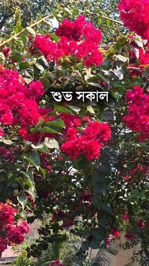 শুভ সকাল | আজ বৃহস্পতিবার | ১২ মার্চ ২০২৬ খ্রীস্টাব্দ #শুভসকাল #সুপ্রভাত #goodmorning