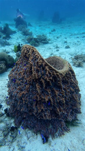 Diving into a world of pure wonder. Sponge Barrel #keepdiving #adventuredive #oceanlife #scubadiving #underwaterworld | Long Journey