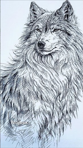 How to Draw a Realistic Wolf Using Pen Lines