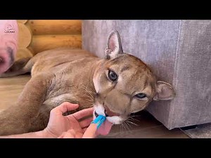 Puma Messi and his first toothbrush! Messi growled but let us brush his teeth