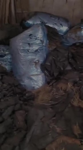 Another hard lesson in livestock farming… A farmer stored silage in bags, only for rats to completely destroy it. What was meant to feed animals turned into waste — decomposed and useless. This is the reality many farmers don’t talk about. Poor storage = total loss. That’s why we always emphasize proper silage preservation. From this experience, one thing is clear: In his own words: 👉 “Another lesson learnt. We will stick to drum silage.” Farming is learning every day — sometimes the hard way. 