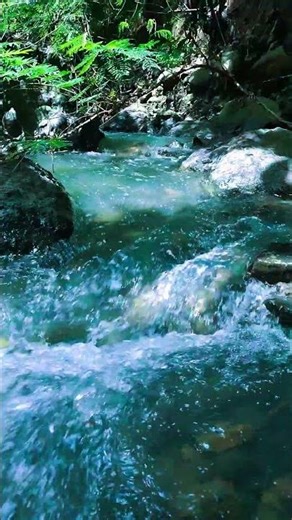 The Soothing Sound of a Forest Stream #forestwhispers #waterfall #relax #water #relaxing
