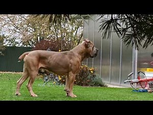 Pablo(formentino/blue fawn Cane Corso) Stud