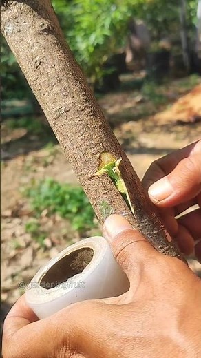 T-Budding mango tree #gardeningfruit #graftingtechniques #shorts