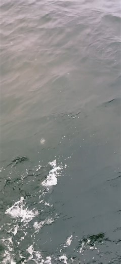 STUNNING Underwater Snapper BEAUTIFUL Bluefish Blitz #BBB #underwater #oceansounds #bluefish #water