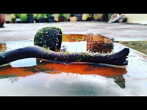 Java Moss|Aquarium|Propagation aquarium plants|How to grow/attach moss on driftwood|No glue