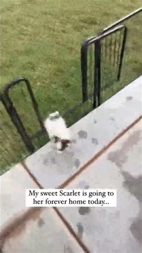 Big day for our sweet🌟 Scarlett, now officially Nota (which means musical note in Russian 🎵), is