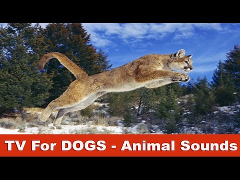 Animal Sounds TV for Dogs