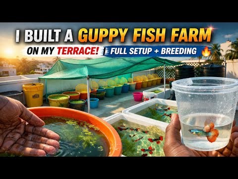 😱I Built a Guppy Fish Farm on My Terrace 🐠🔥 | Full Setup + Breeding Guide | Guppy Terrace Tour 🤯 |