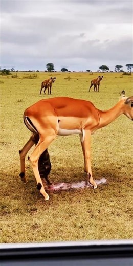 Deer Giving Birth to Baby 😨 #shorts #deer #deerbaby #animalshorts