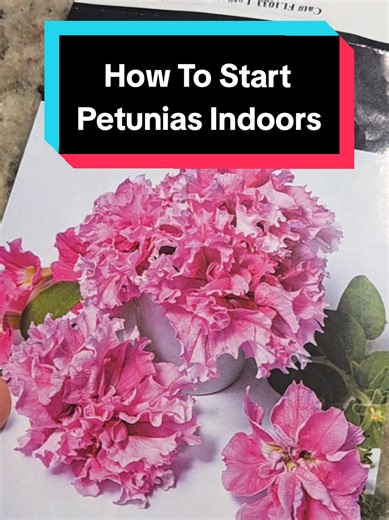 Replying to @wilbz1971 Having trouble starting petunias by seed? If so, save this video because I'm showing you step by step how I started my seeds last year, and the flowers were gorgeous 😍 Not to mention, Petunias are excellent companion plants in your garden! #tiktoklearningcampaign #learnontiktok #startingpetunias #HowToSowPetunias #seedstartingindoors