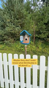 65 reactions | Curious about the bird species that visit your backyard? ❤️ Bird Buddy not only identifies birds in your yard, but also organizes and stores all the photos and videos.   Notifies you of feathered visitors  Identifies 1000+ bird species  Captures photos and videos in collections Learn more ➡️ https://mybirdbuddy.com/ | Birdbuddy | Facebook