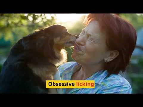 Reasons Why Dogs Cry | Signs Your Dog is Crying For Help | How to Comfort a Crying Dog