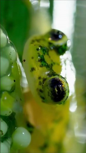 The Power of Motherhood: Frog Fights Fearlessly Against Wasps