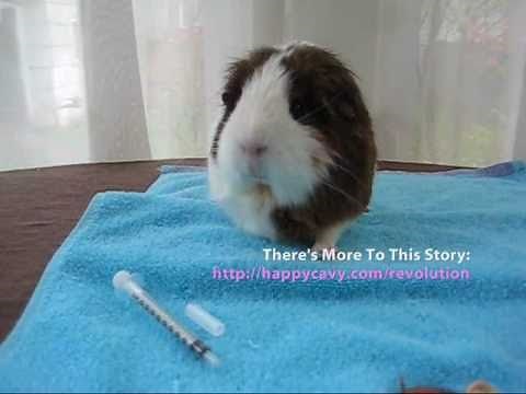 How to Apply Revolution - Topical Guinea Pig Mite Treatment