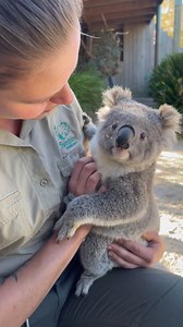 24M views · 1.5M reactions | 殺Overload of koala cuteness to help cure the lockdown blues殺 #lockdownlife | Symbio Wildlife Park | Facebook
