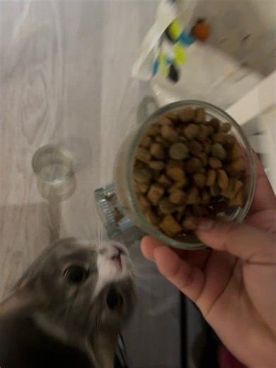 ❤️ #shorts #viral #cat #funny