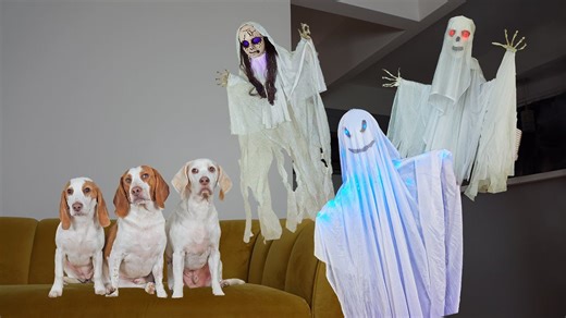 "Dogs vs Ghosts! Maymo, Potpie & Indie Battle Ghosts"