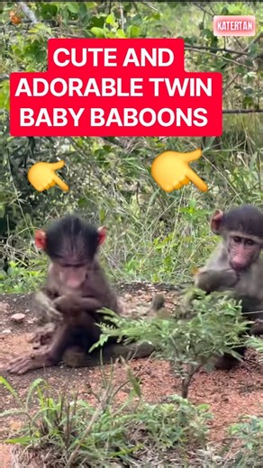 CUTE AND ADORABLE TWIN BABY BABOONS #katertan #animals #monkey