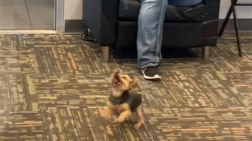 Dog has fun playing with a balloon