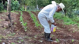Comida del Cerro De Mi Rancho A Tu Cocina mi gente esta comida de rancho es muy rica se le llaman patitas de pajaro yo se que les van a gustar ayudame suscribiendote y dando manita arriba gracias | De Mi Rancho A Tu Cocina
