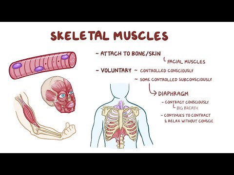 Système musculaire -Anatomie & Physiologie-
