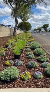 Succulent plants ,low maintenance #fypシ゚viralシ #everyonehighlights #everyone | Roby Landscape