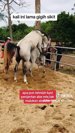 #breeding #breder #subdepoarabianpark #purearabian #apallosa #fypシ #viral #fyp #horsegirl #fyppppppppppppppppppppppp #kudakelantan #mawari #premiumhorse #arabianhorse