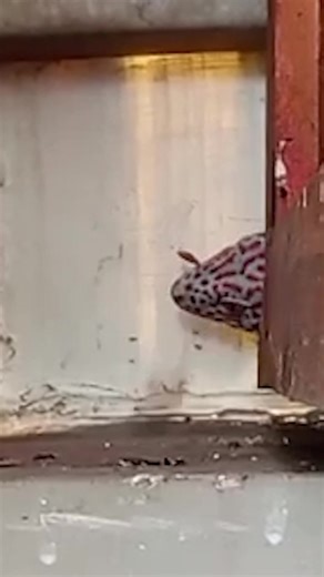 Pelihara Tokek yang Suka Kabur dan Suaranya Lucu