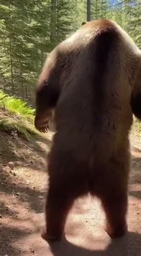 Walking with Giants: A Massive Bear in the Deep Forest! 🐻🌲
