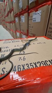 Common Tree Snake Stuck On Sticky Tape! We were called to the KNOBBY warehouse recently to rescue a small little Common Tree Snake that had gotten itself stuck on some packaging tape on one of the boxes. It doesnt take much tape for a snake to get itself stuck and then when they struggle they end up wrapping more tape on themself, a bit like when snakes get stuck in bird netting. Thankfully the staff saw it relatively quickly and called us out straight away. The snake was taken to the Australia 