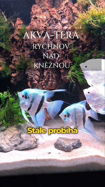 Zajímavé akvárium v konvici!🐟 #akvárium#terarium#teraristika#výlet#rodina#jídlo#příroda#cz#czech