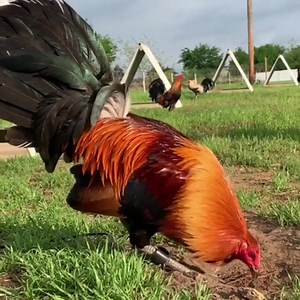 Top quality hatch cutter | Dink Fair Farm