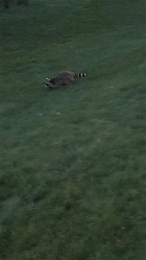 We made it across eventually 🦝#raccoon