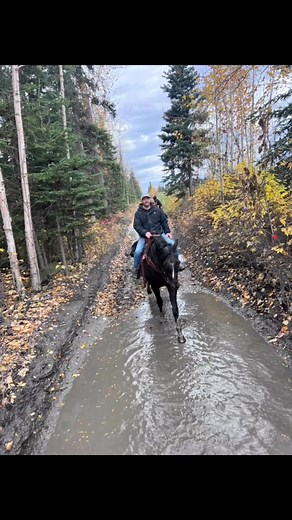 This place wouldn’t be what it is today without the horses that have gone with us on so many of our adventures. Looking forward to many more #alaskanagriculture #agriculture #pastureraised #realalaskan #Alaska #cow #Alaskan #friends #horselife #huntinglife #moosehunting #cattledrive #trailride #alaskaadventure | Rocking J Ranch