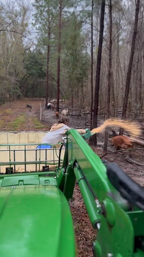 1.2M views · 6.2K reactions | Don’t try this at home, kids.  A little rain and cold doesn’t kill her feeding vibe. Love raising this Lil Boss who absolutely will not be left out of farm activities no matter the task! Grateful for the rain that is filling our irrigation pond. But we are so ready to see sunshine tomorrow! January and February are cold, wet rainy months here, but spring is on the horizon! | Whippoorwill Farms SC | Facebook