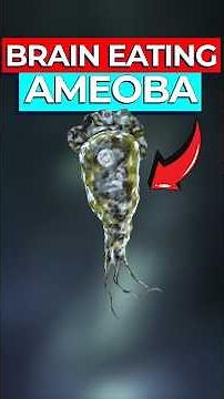 The True Story of the Brain Eating Ameoba