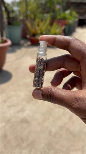 Saving Seeds Wrong? 3 Mistakes That Stop Germination✅ #divinegarden98 #seedsaving