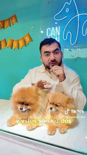 Diferencias entre Pomeranias: Oso y Zorro