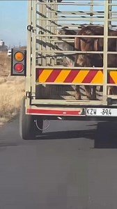 21K reactions · 92 shares | 6 wenkomo❤️zisuka swaziland https://youtube.com/@samkelo_mbali?feature=shared | Samkelo Shezi | Facebook