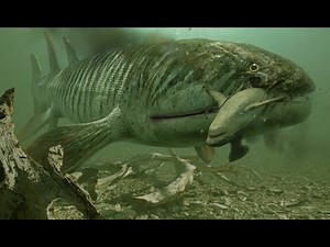 Walking with Monsters - Hyneria hunts down Hynerpeton