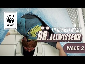 Wale im Meer: Tierfakten mit Dr. Allwissend | WWF Deutschland