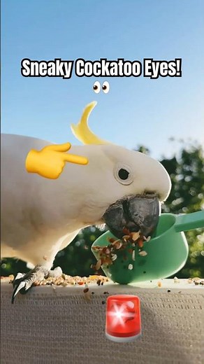 Watch This COCKATOO's FUNNIEST SIDE EYE #cockatoo #birds #tricks #funnyanimals