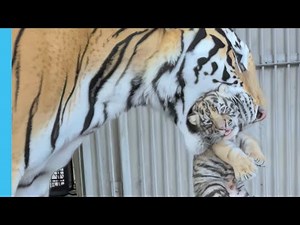 Mother Tiger Cares for Her Newborn Cub